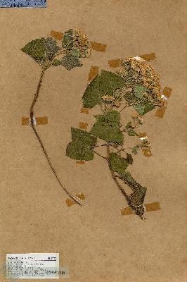 URN_catalog_HBHinton_herbarium_17733.jpg.jpg
