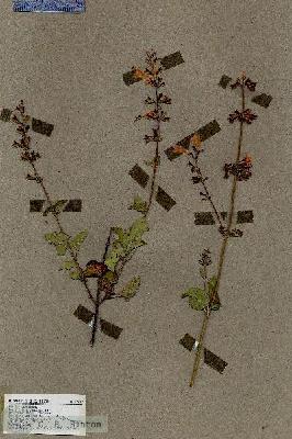URN_catalog_HBHinton_herbarium_17679.jpg.jpg