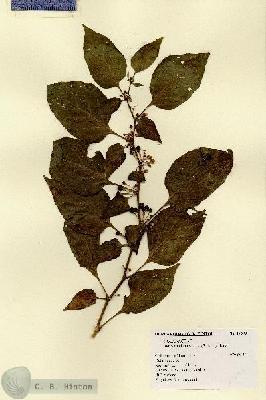 URN_catalog_HBHinton_herbarium_17690.jpg.jpg