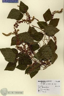 URN_catalog_HBHinton_herbarium_17692.jpg.jpg