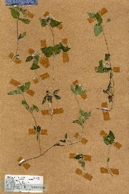URN_catalog_HBHinton_herbarium_17693.jpg.jpg
