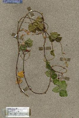 URN_catalog_HBHinton_herbarium_17697.jpg.jpg
