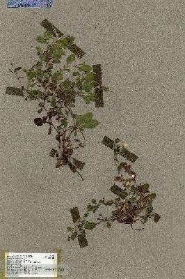 URN_catalog_HBHinton_herbarium_17698.jpg.jpg
