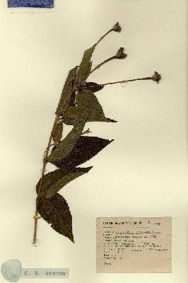 URN_catalog_HBHinton_herbarium_1779.jpg.jpg