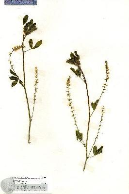 URN_catalog_HBHinton_herbarium_19882.jpg.jpg