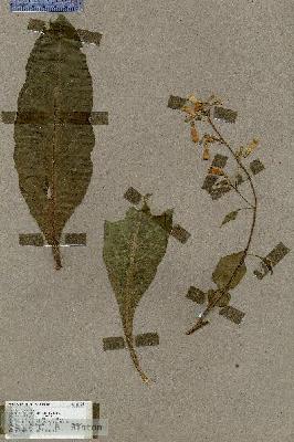 URN_catalog_HBHinton_herbarium_17724.jpg.jpg