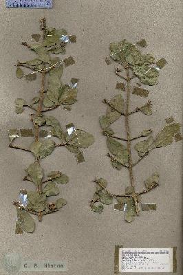 URN_catalog_HBHinton_herbarium_17726.jpg.jpg