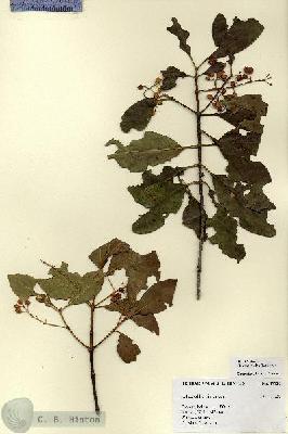URN_catalog_HBHinton_herbarium_17728.jpg.jpg