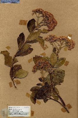 URN_catalog_HBHinton_herbarium_17729.jpg.jpg