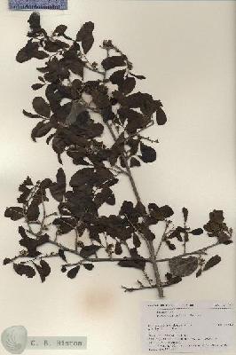 URN_catalog_HBHinton_herbarium_17738.jpg.jpg