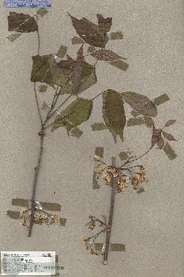URN_catalog_HBHinton_herbarium_17739.jpg.jpg