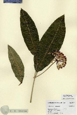 URN_catalog_HBHinton_herbarium_17805.jpg.jpg