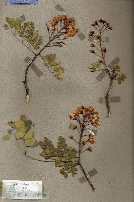 URN_catalog_HBHinton_herbarium_17744.jpg.jpg