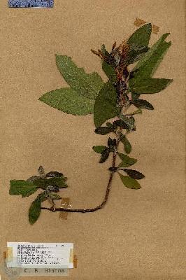 URN_catalog_HBHinton_herbarium_17746.jpg.jpg