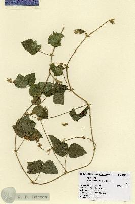 URN_catalog_HBHinton_herbarium_17797.jpg.jpg