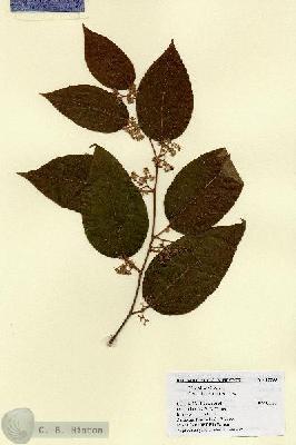 URN_catalog_HBHinton_herbarium_17799.jpg.jpg