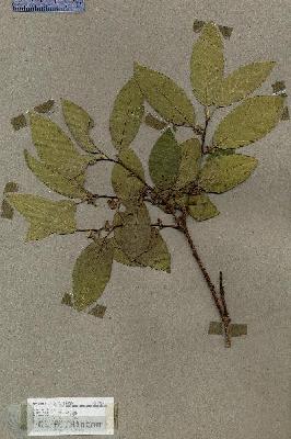 URN_catalog_HBHinton_herbarium_17801.jpg.jpg