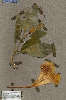 URN_catalog_HBHinton_herbarium_17802.jpg.jpg