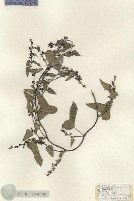 URN_catalog_HBHinton_herbarium_17812.jpg.jpg