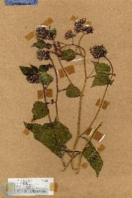 URN_catalog_HBHinton_herbarium_17544.jpg.jpg