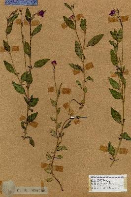 URN_catalog_HBHinton_herbarium_17546.jpg.jpg