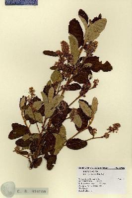 URN_catalog_HBHinton_herbarium_17548.jpg.jpg