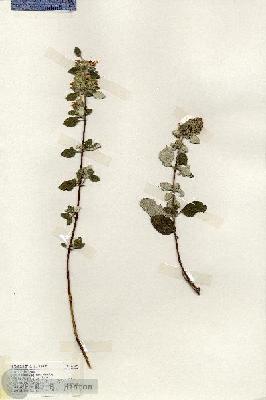 URN_catalog_HBHinton_herbarium_17605.jpg.jpg