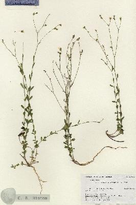 URN_catalog_HBHinton_herbarium_17562.jpg.jpg