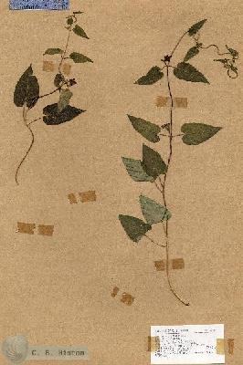 URN_catalog_HBHinton_herbarium_17565.jpg.jpg