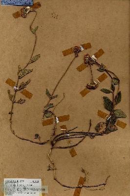 URN_catalog_HBHinton_herbarium_17629.jpg.jpg