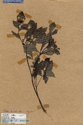 URN_catalog_HBHinton_herbarium_17567.jpg.jpg
