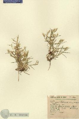 URN_catalog_HBHinton_herbarium_1761.jpg.jpg