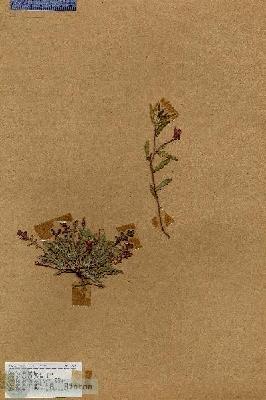 URN_catalog_HBHinton_herbarium_17585.jpg.jpg