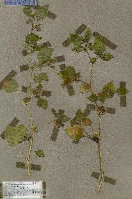 URN_catalog_HBHinton_herbarium_17594.jpg.jpg