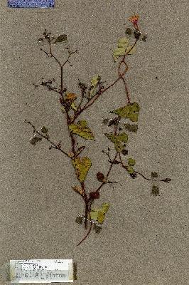 URN_catalog_HBHinton_herbarium_17612.jpg.jpg