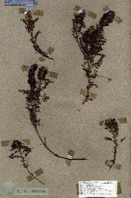 URN_catalog_HBHinton_herbarium_17632.jpg.jpg