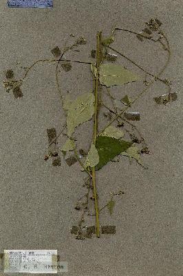 URN_catalog_HBHinton_herbarium_17615.jpg.jpg