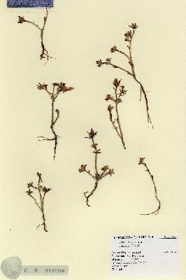URN_catalog_HBHinton_herbarium_17661.jpg.jpg