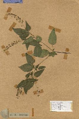 URN_catalog_HBHinton_herbarium_17617.jpg.jpg