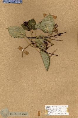 URN_catalog_HBHinton_herbarium_17618.jpg.jpg