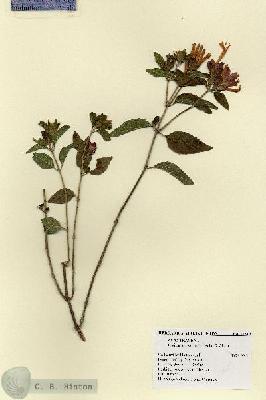 URN_catalog_HBHinton_herbarium_17619.jpg.jpg