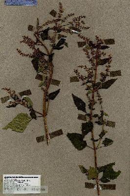URN_catalog_HBHinton_herbarium_17620.jpg.jpg