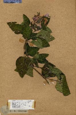 URN_catalog_HBHinton_herbarium_17621.jpg.jpg