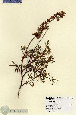 URN_catalog_HBHinton_herbarium_17635.jpg.jpg
