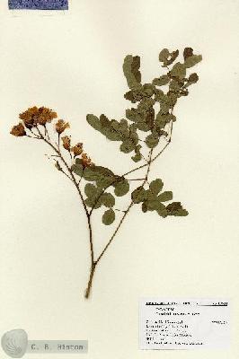 URN_catalog_HBHinton_herbarium_17624.jpg.jpg