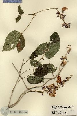 URN_catalog_HBHinton_herbarium_17637.jpg.jpg