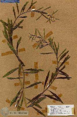 URN_catalog_HBHinton_herbarium_17638.jpg.jpg