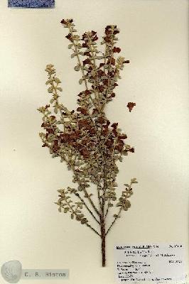 URN_catalog_HBHinton_herbarium_17640.jpg.jpg