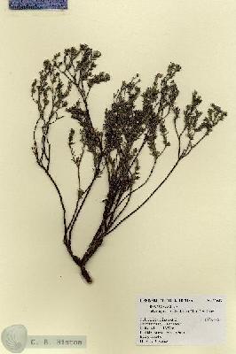 URN_catalog_HBHinton_herbarium_17652.jpg.jpg