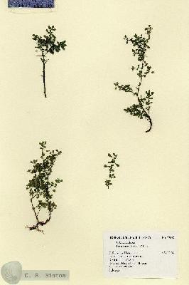 URN_catalog_HBHinton_herbarium_17647.jpg.jpg